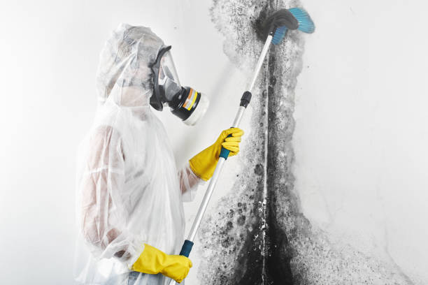 Best Attic Mold Removal  in Huber Ridge, OH