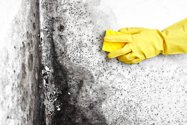 Best Water Damage & Mold Remediation  in Huber Ridge, OH